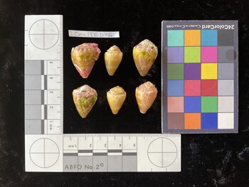 CmilTR076; 22.5x17x19.5 dorsal photo thumbnail