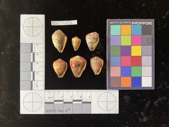 CmilTR082; 24*x15x17 ventral photo thumbnail