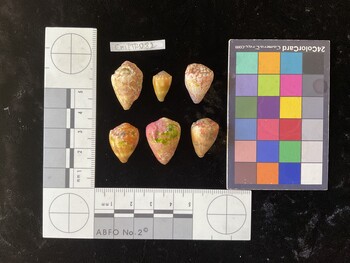 CmilTR082; 24*x15x17 dorsal photo thumbnail