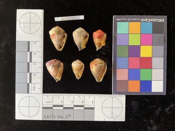 CmilTR088; 23x16x17 ventral photo thumbnail