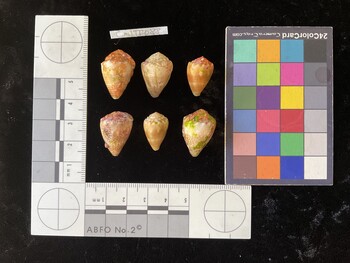 CmilTR088; 23x16x17 dorsal photo thumbnail