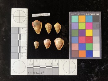 CmilTR094; 22.5x15.5x18.5 ventral photo thumbnail