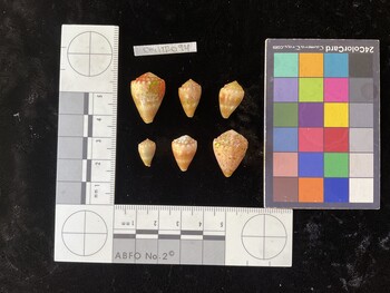 CmilTR094; 22.5x15.5x18.5 dorsal photo thumbnail