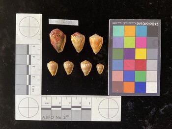 CmilTR100; 23.5x15.5x18 ventral photo thumbnail