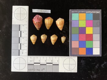 CmilTR100; 23.5x15.5x18 dorsal photo thumbnail