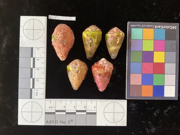 ClivTR037; 34.5*x19.5*x22.5 dorsal photo thumbnail