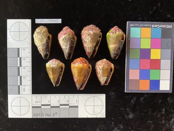 ClivTR042; 34*x19x26 ventral photo thumbnail
