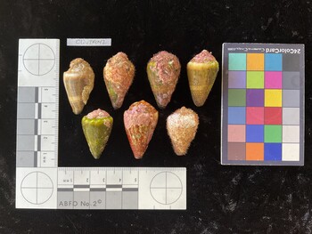ClivTR042; 34*x19x26 dorsal photo thumbnail