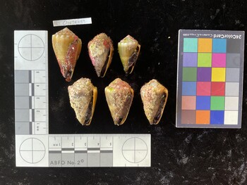 ClivTR049; 38x21.5x30 ventral photo thumbnail