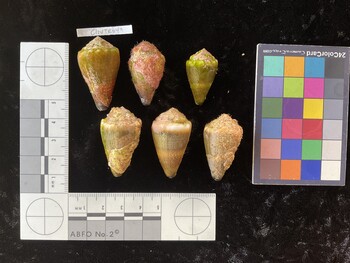 ClivTR049; 38x21.5x30 dorsal photo thumbnail