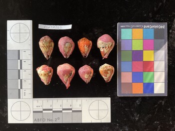 CspTR162; 23x13.5x15.5 ventral photo thumbnail
