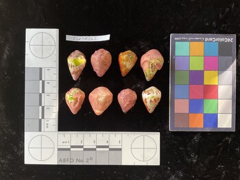 CspTR162; 23x13.5x15.5 dorsal photo thumbnail