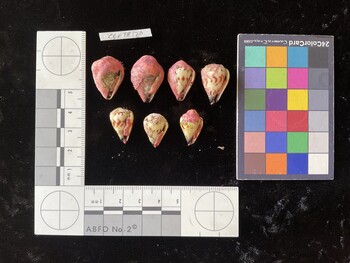 CspTR170; 21.5x15.5*x16 ventral photo thumbnail