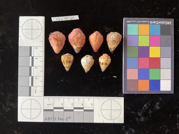 CspTR170; 21.5x15.5*x16 dorsal photo thumbnail
