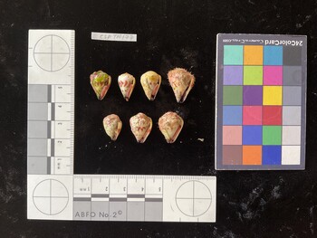 CspTR177; 16x11.5x13 ventral photo thumbnail