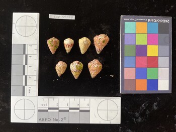 CspTR177; 16x11.5x13 dorsal photo thumbnail