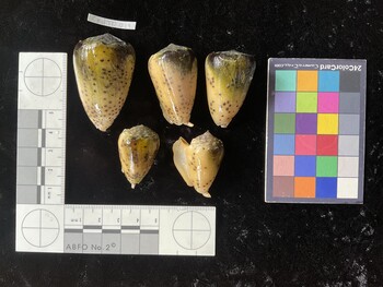 CpulTR019; 48.5x30.5x42 dorsal photo thumbnail