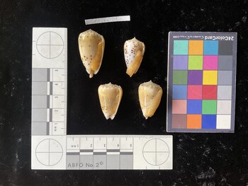 CpulTR024; 32x19x27.5 ventral photo thumbnail