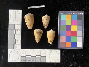 CpulTR024; 32x19x27.5 dorsal photo thumbnail