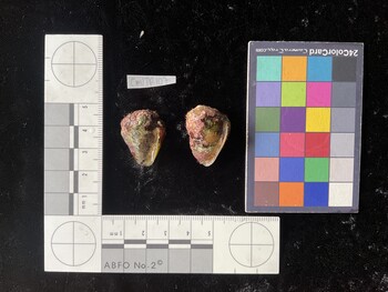 CmilTR107; 27*x18.5*x21 ventral photo thumbnail
