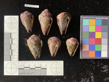 CsangTR002; 37*x21.5x29.5 ventral photo thumbnail
