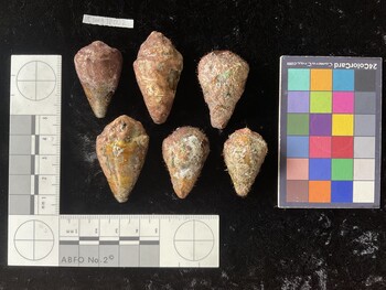 CsangTR002; 37*x21.5x29.5 dorsal photo thumbnail