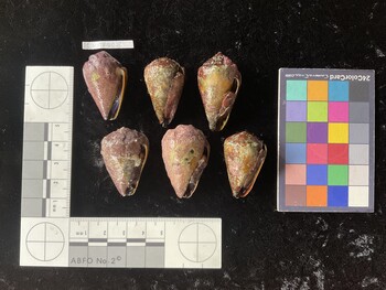 CsangTR008; 35.5*x22*x28 ventral photo thumbnail