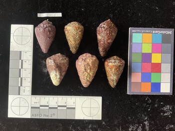 CsangTR008; 35.5*x22*x28 dorsal photo thumbnail
