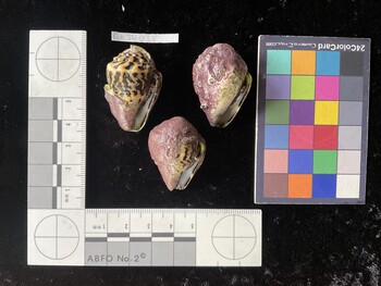 CchTR038; 36.5x23.5x27.5 ventral photo thumbnail