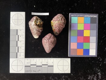CchTR038; 36.5x23.5x27.5 dorsal photo thumbnail