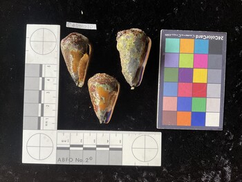 CflTR010; 40x23.5x33 ventral photo thumbnail