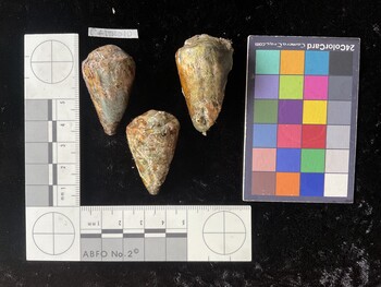 CflTR010; 40x23.5x33 dorsal photo thumbnail