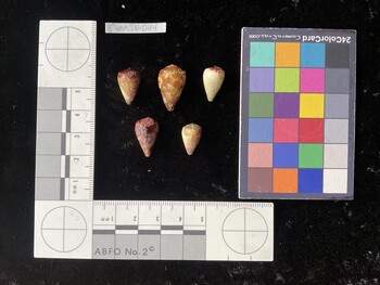 CnanTR044; 16x10x14 dorsal photo thumbnail