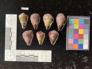 CratTR058; 35x19.5x27.5 ventral photo thumbnail