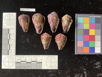 CratTR065; 32.5x21.5*x27 ventral photo thumbnail