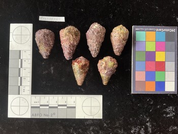 CratTR065; 32.5x21.5*x27 dorsal photo thumbnail