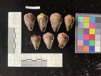 CratTR072; 33*x21.5*x26.5 ventral photo thumbnail