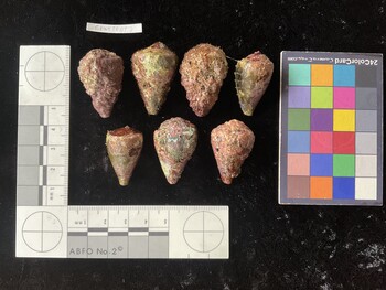 CratTR072; 33*x21.5*x26.5 dorsal photo thumbnail