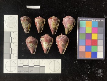 CratTR079; 30.5x19.5*x25.5 ventral photo thumbnail