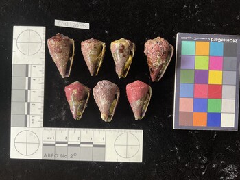 CratTR086; 34.5x19.5x29 ventral photo thumbnail