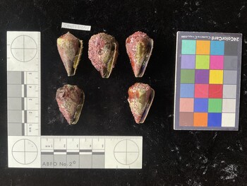 CratTR094; 32.5x18.5x27.5 ventral photo thumbnail