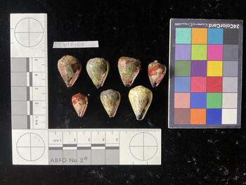 CspTR184; 22x16x18 ventral photo thumbnail