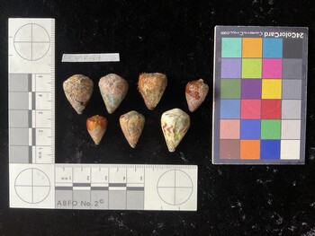 CspTR184; 22x16x18 dorsal photo thumbnail