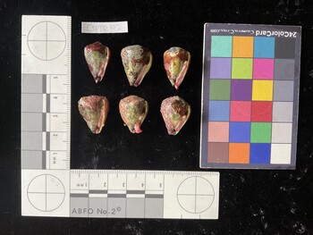 CspTR192; 20x13.5x18 ventral photo thumbnail
