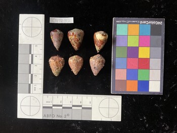 CspTR192; 20x13.5x18 dorsal photo thumbnail