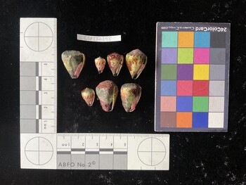 CspTR198; 20x16x19 ventral photo thumbnail
