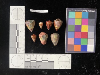 CspTR198; 20x16x19 dorsal photo thumbnail