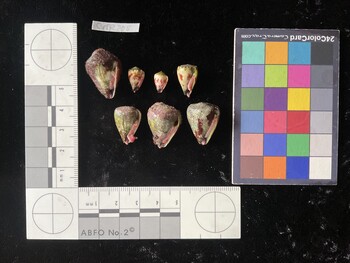 CspTR205; 24x16x19 ventral photo thumbnail