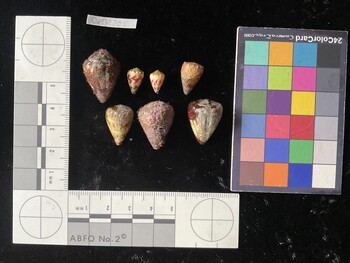 CspTR205; 24x16x19 dorsal photo thumbnail
