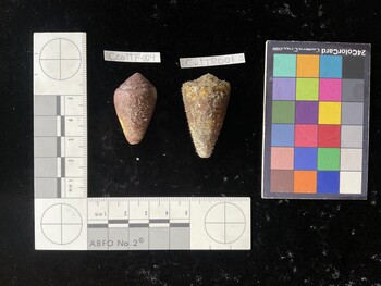 CcatTR004; 34x21x27 dorsal photo thumbnail
